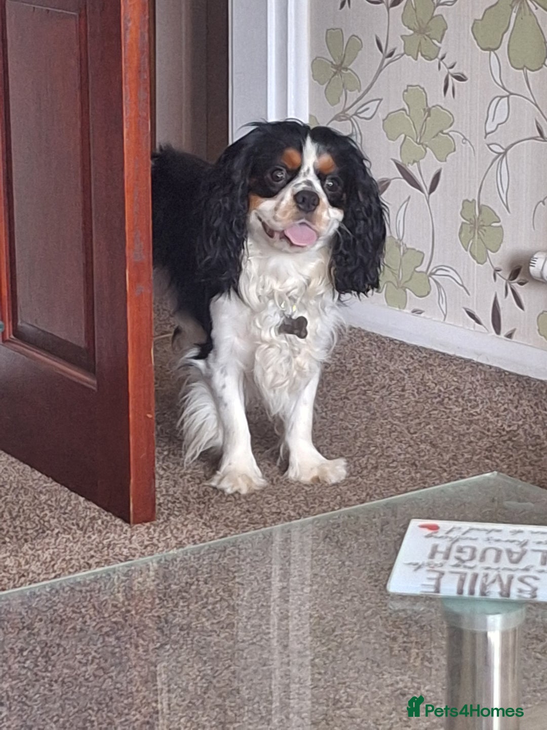 Cavalier King Charles Spaniel dogs for stud: Tri colour stud dog  - Image 4
