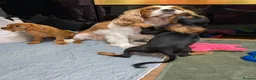 Cavalier King Charles Spaniel dogs for sale: Adorable Cavalier Puppies Ready to Leave - Advert 10