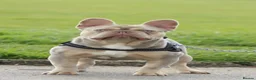 French Bulldog dogs for stud: Oscar the Quality French Bulldog Stud - Advert 7