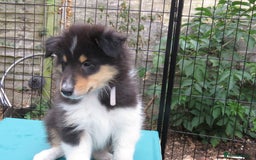 Rough Collie dogs for sale: Stunning Rough Collie boys, DNA clear non carriers - Image 16