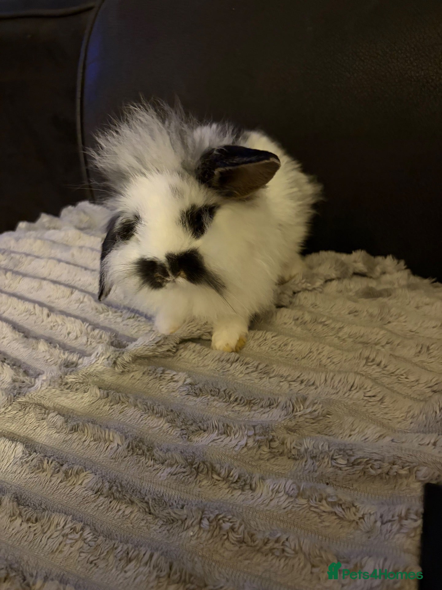 Mixed Breed rabbits READY 24/09/26 5xLION LOP BUNNIES - Advert 10