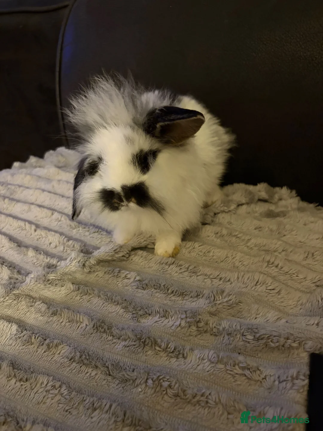 Mixed Breed rabbits for sale: READY 24/09/26 2xLION LOP BOY BUNNIES - Advert 1