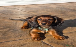 Dachshund dogs for sale: Red long-haired standard dachshund puppies - Image 21