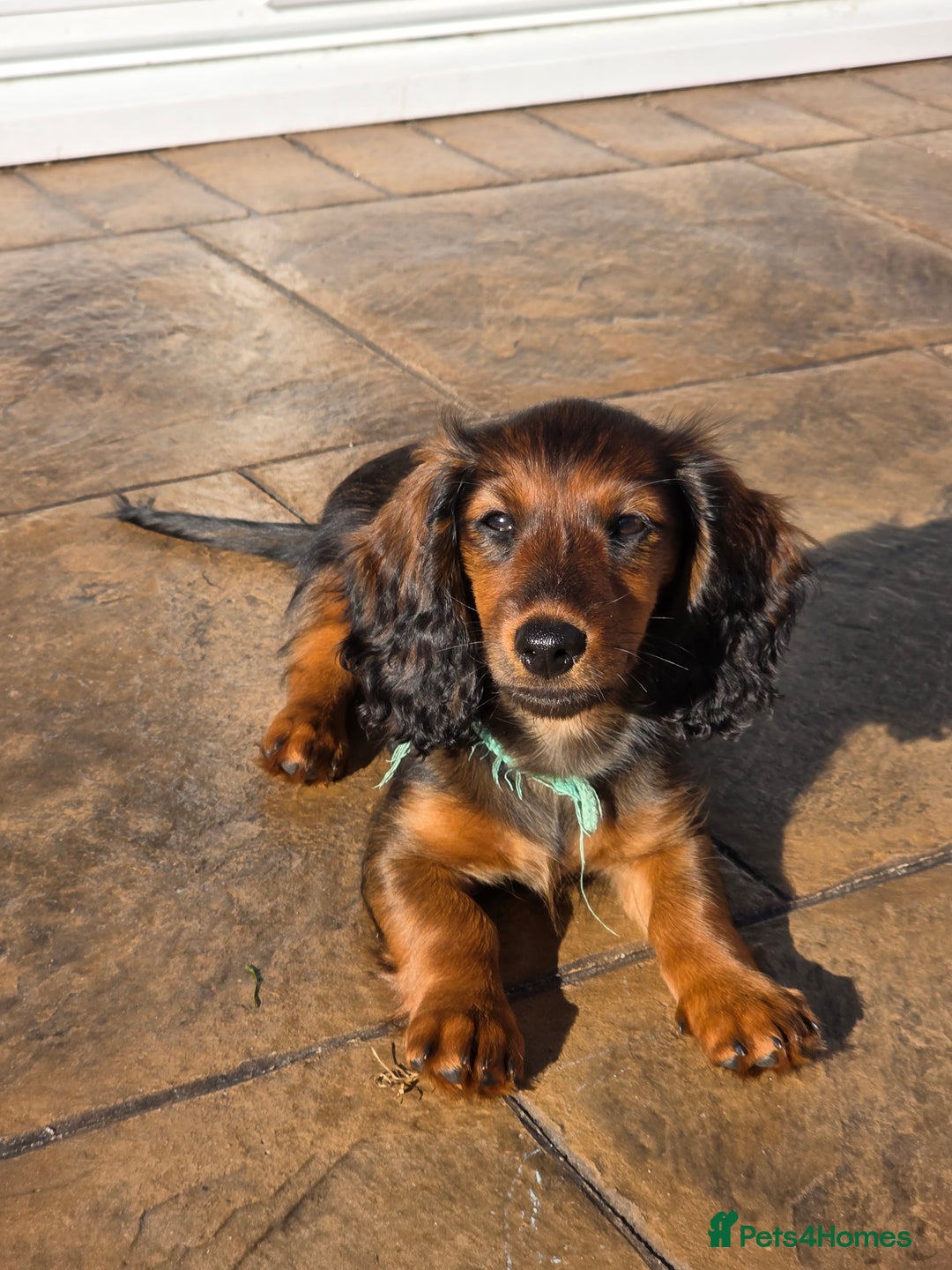 Dachshund dogs for sale: Red long-haired standard dachshund puppies - Image 21