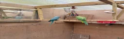 Cockatiels birds for sale: Indian Ringneck - Bonded Pair - Advert 2