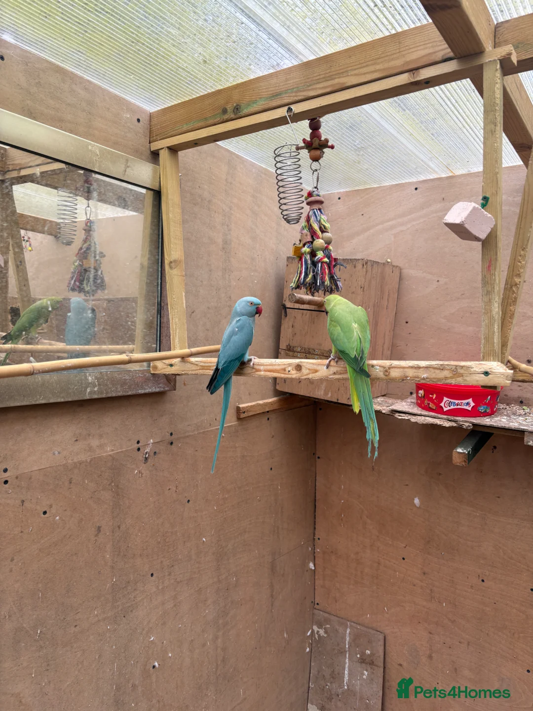 Cockatiels birds for sale: Indian Ringneck - Bonded Pair - Advert 2