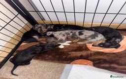 Dachshund dogs for sale: READY to leave dachshund puppy’s for sale  - Image 7