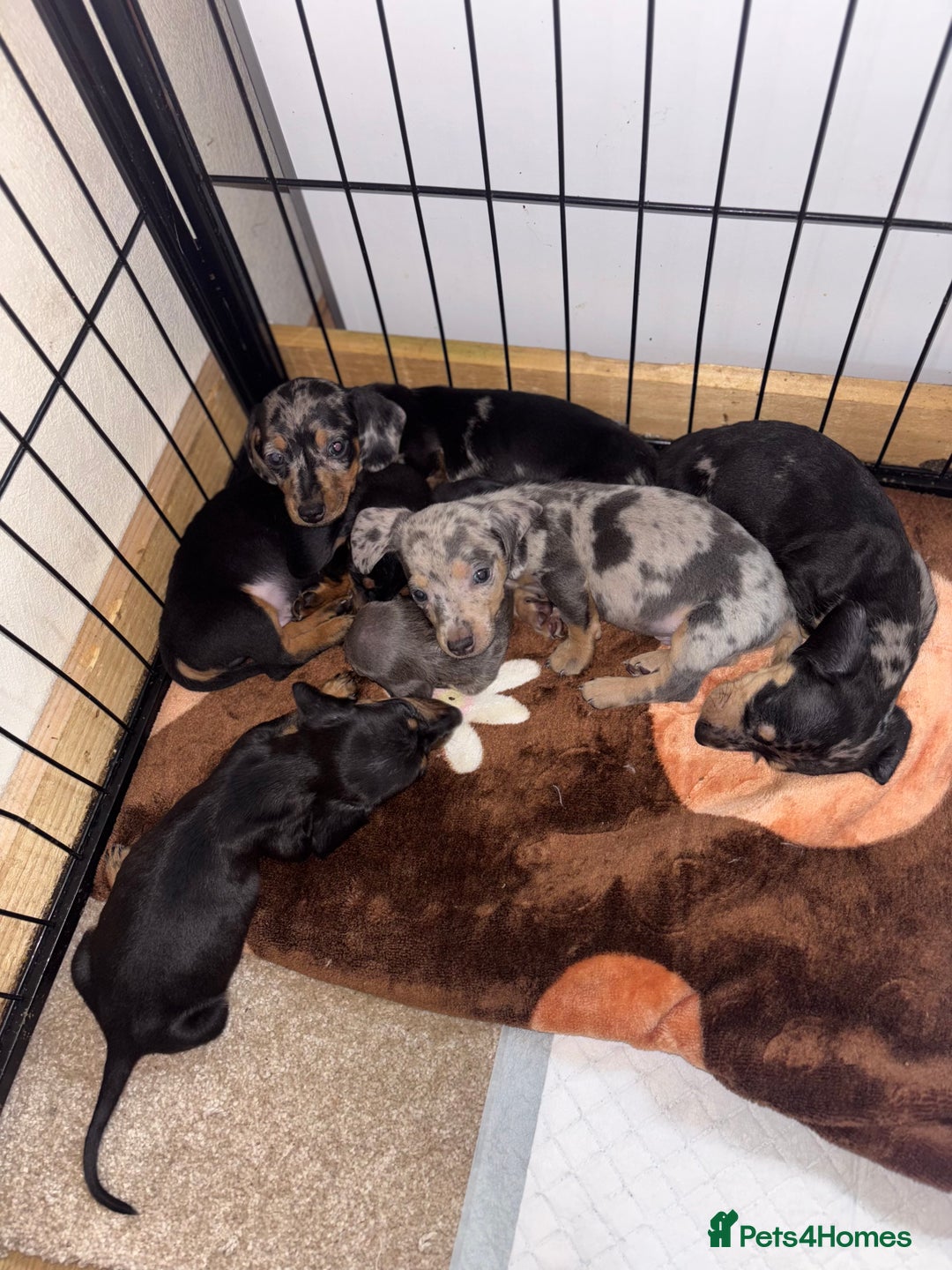 Dachshund dogs for sale: READY to leave dachshund puppy’s for sale  - Image 7