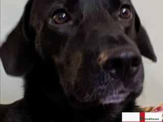 Mixed Breed dogs in Royston - Advert 1