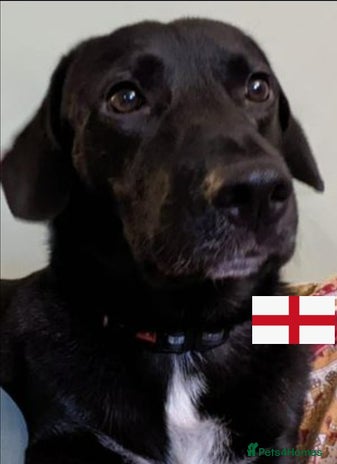 Mixed Breed dogs Buddy searching for forever home in Royston - Advert 15