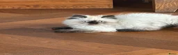 Persian cats for sale: Stunning Colourpoint persian Kittens - Advert 7