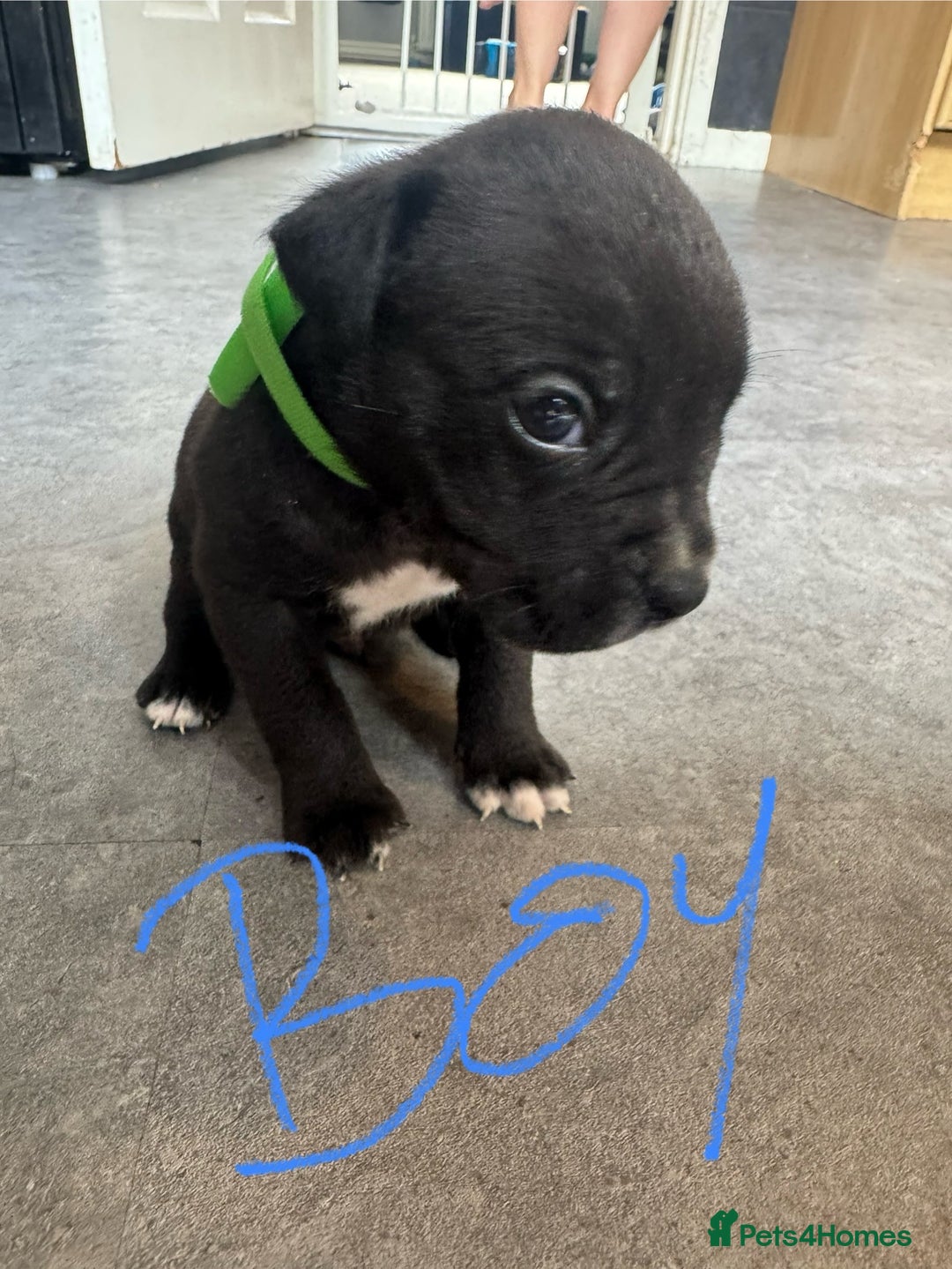 Mixed Breed dogs for sale: Cane Corso x American Bulldog puppies  - Image 6