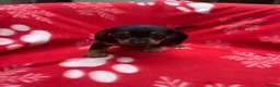 Miniature Dachshund dogs for sale: ****6 beautiful boys 💙💙*** - Advert 29