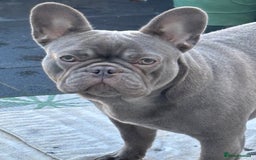 French Bulldog dogs for sale: Female French bulldog  - Image 2