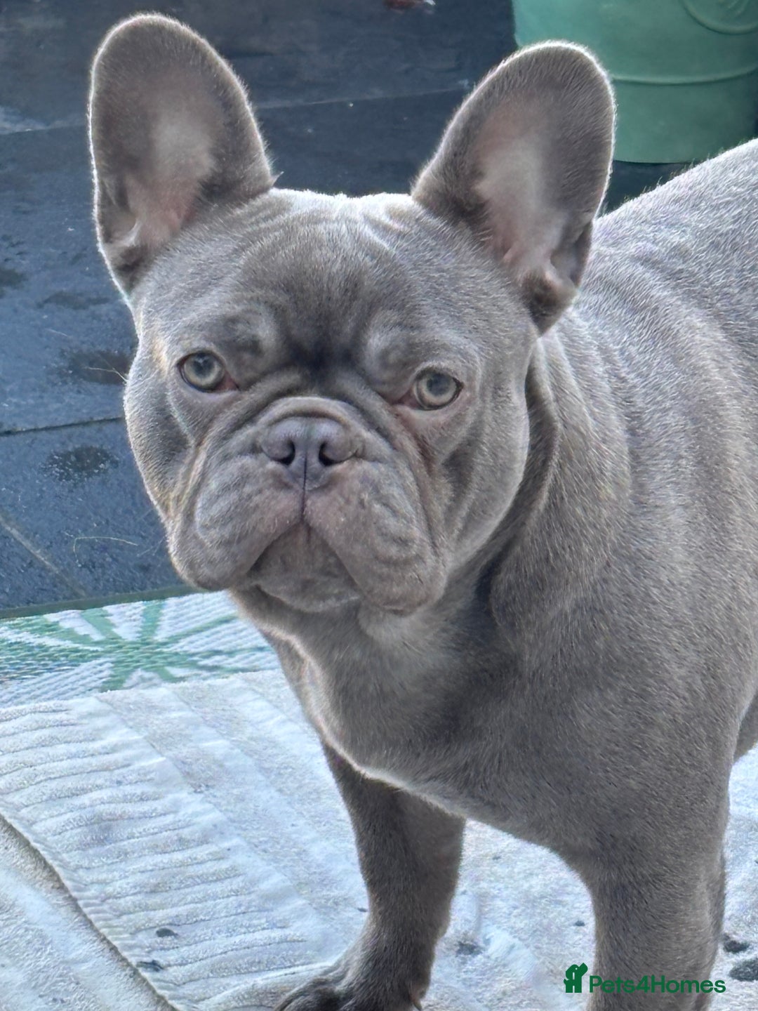French Bulldog dogs for sale: Female French bulldog  - Image 2