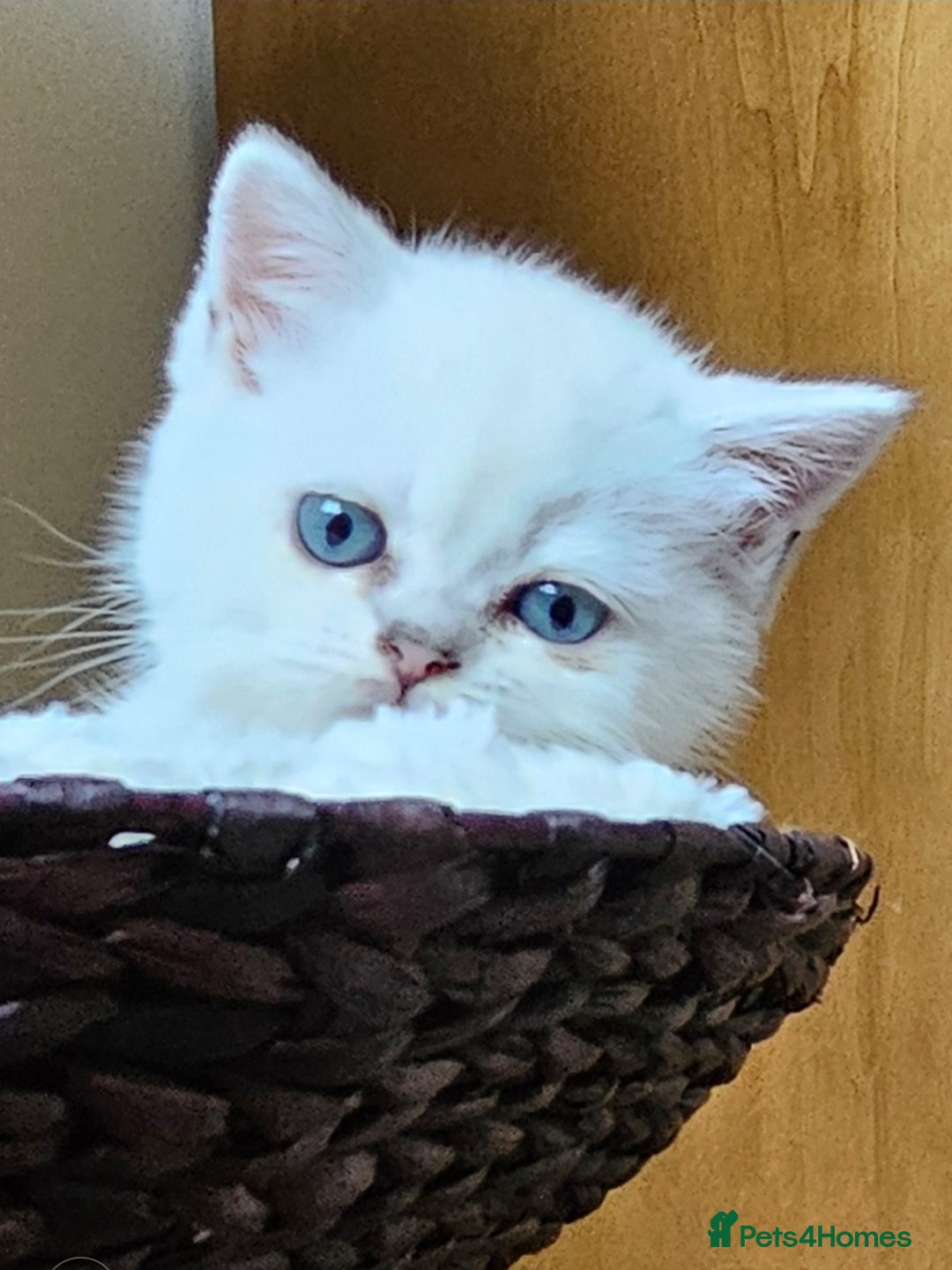 British Shorthair cats for sale: British Shorthair Kittens. Stunning 🩶 Silver - Image 6