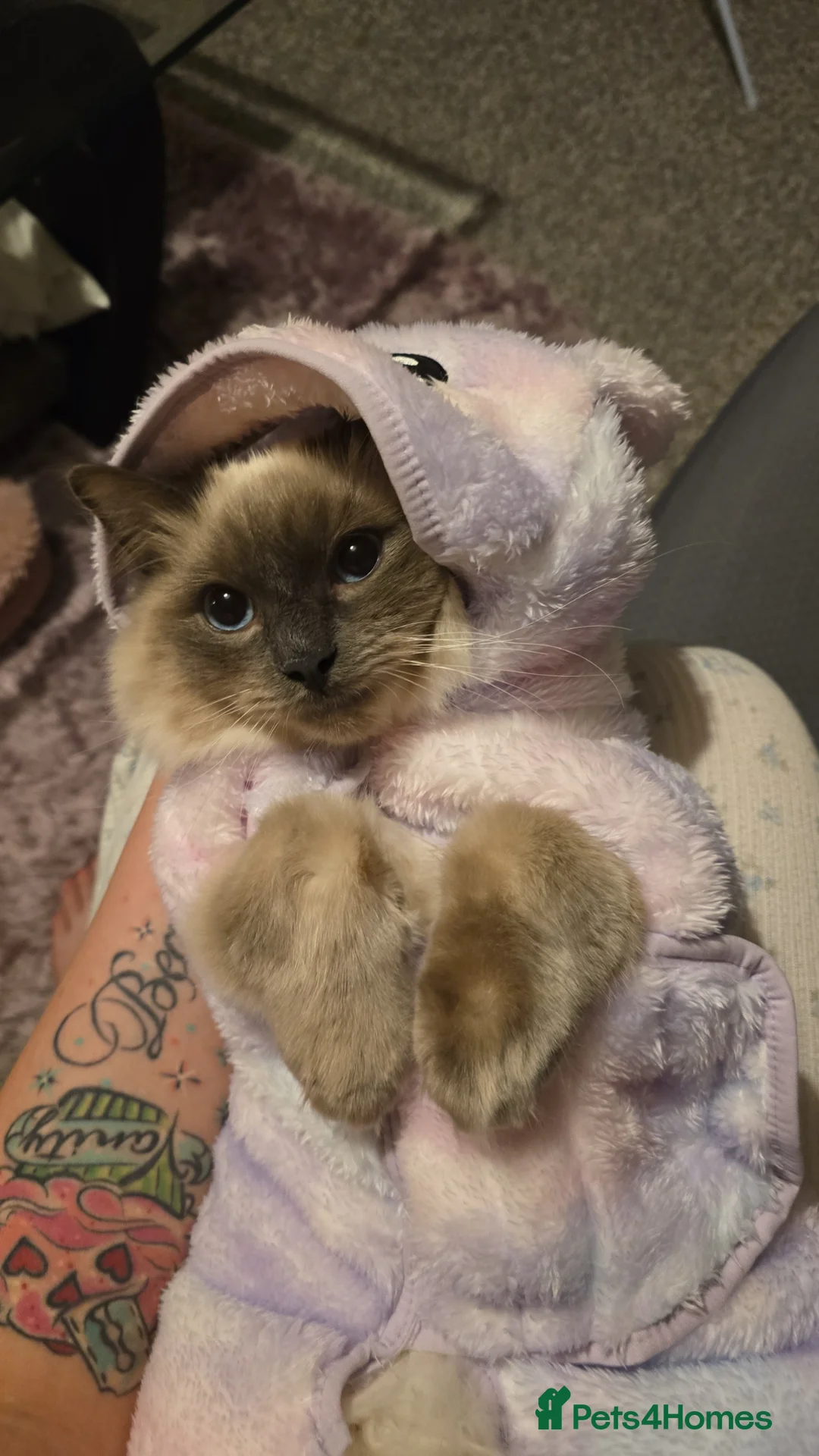 Ragdoll cats for sale: 10 month Pure bred ragdoll need rehoming asap - Advert 3