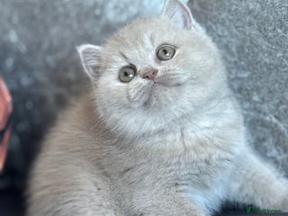 British Shorthair cats Fawn female kitten ready mild Jan - Advert 9