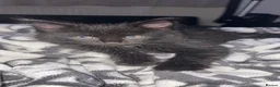Domestic Shorthair cats for sale: Black fluffy male kitten  - Advert 2