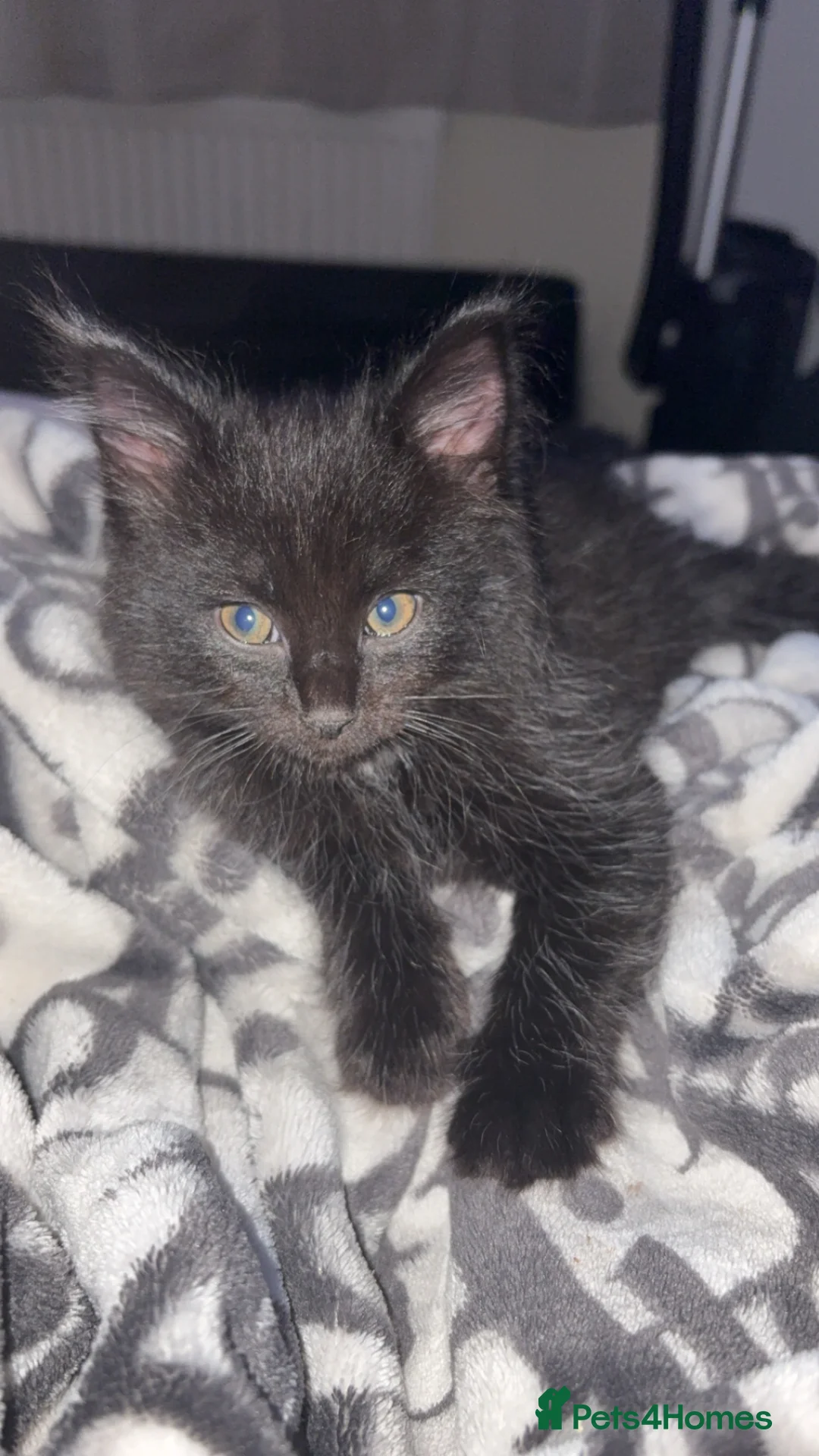 Domestic Shorthair cats for sale: Black fluffy male kitten  - Advert 2