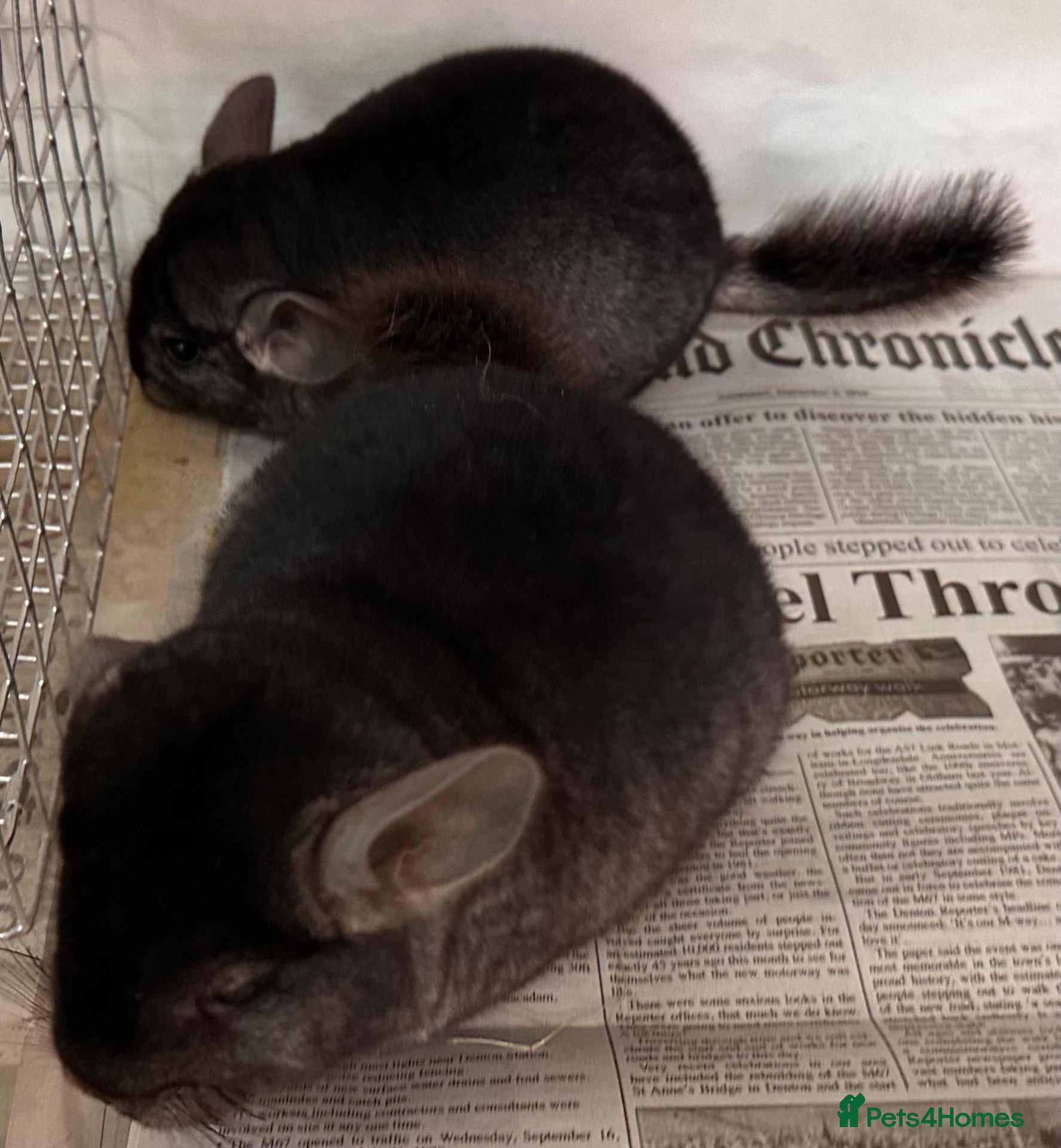 Chinchilla rodents Ben & Jerry, fabulous Ebony brothers, super tame - Advert 1