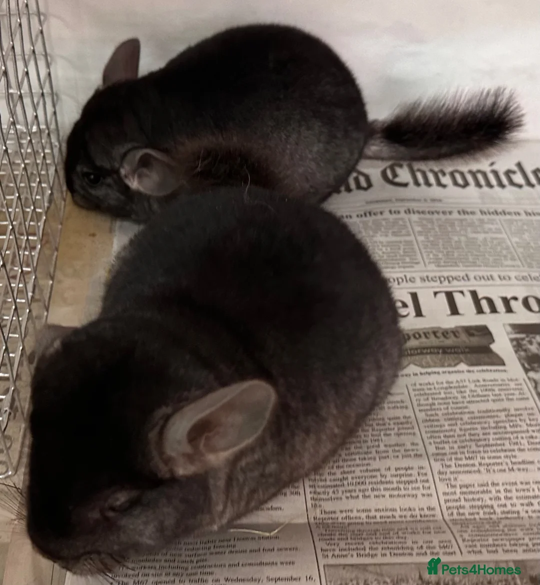 Chinchilla rodents for sale: Ben & Jerry, fabulous Ebony brothers, super tame - Advert 1