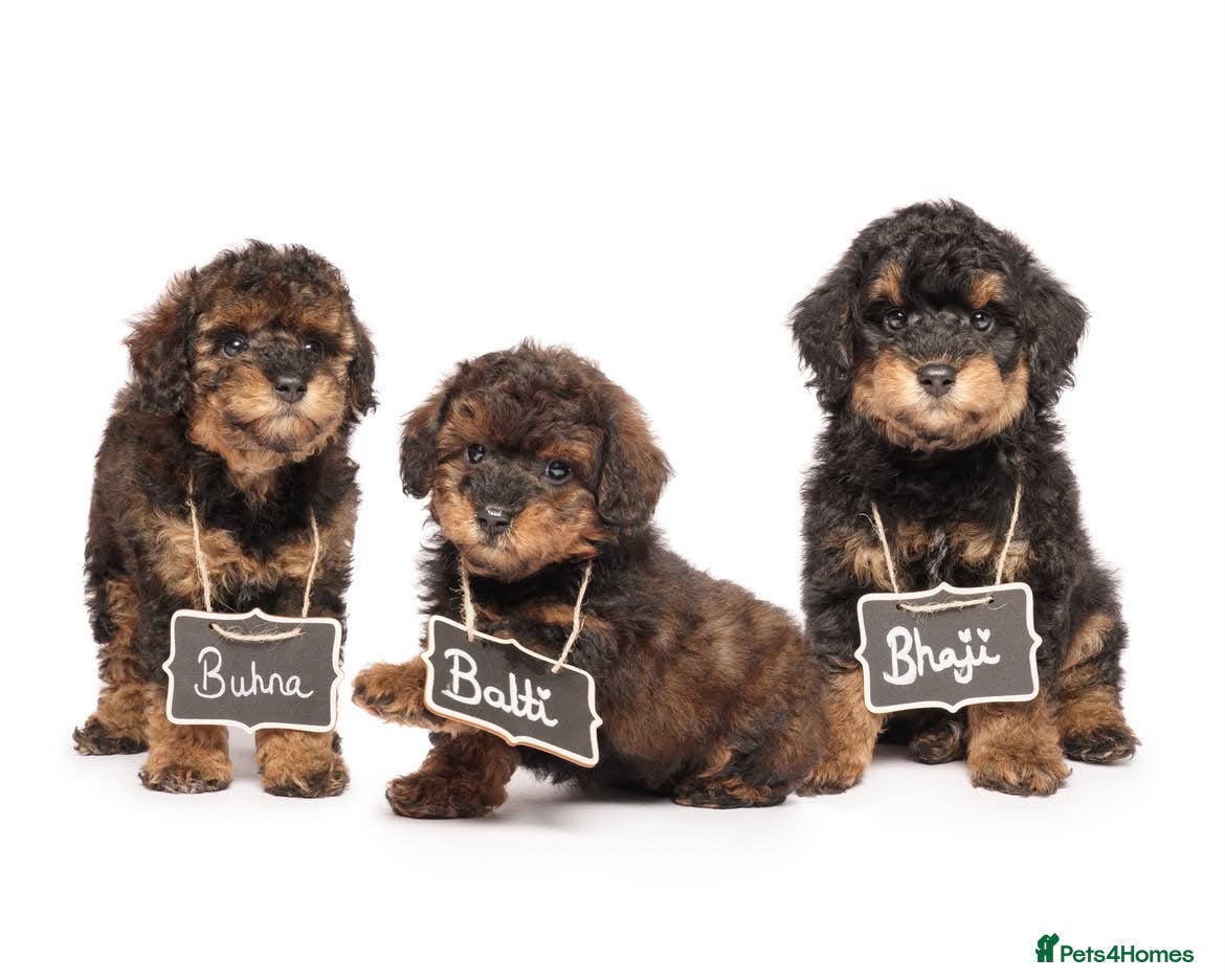 Toy Poodle dogs ✨🐾 Rare Agouti KC Toy Poodle 🐾✨ - Advert 11