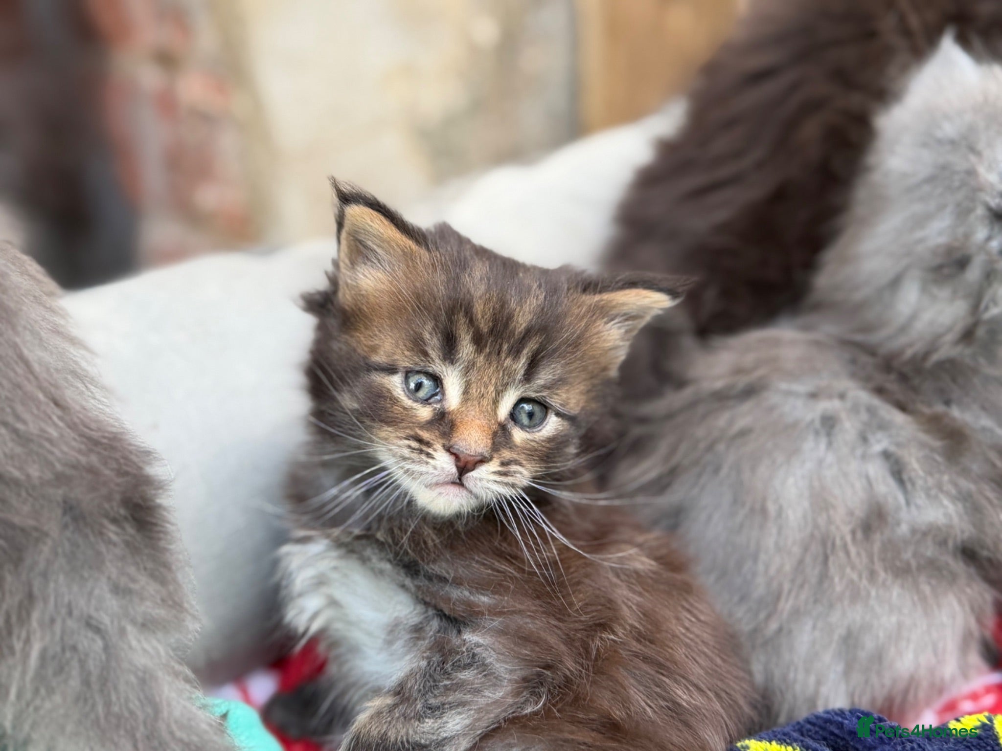 Maine Coon cats Purebred Maine Coon Kittens.Blue,Black Smoke,Tabby - Advert 2