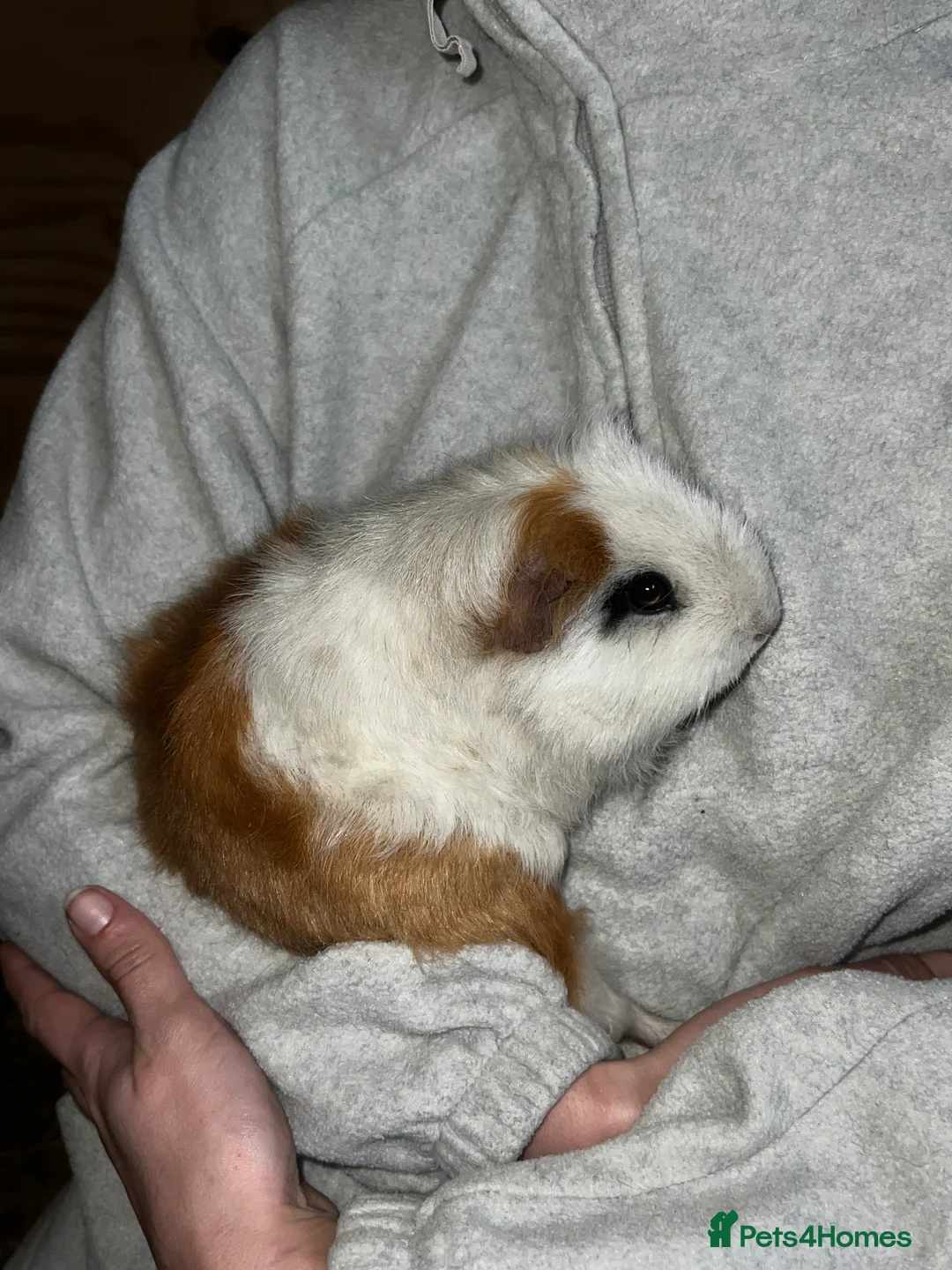 Guinea Pig rodents for sale: Female guinea pig - Advert 9