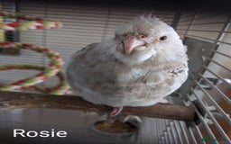 Cockatiels birds for sale: Hand-Reared male + female Cockatiels - Image 22