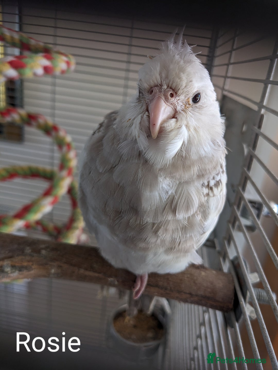 Cockatiels birds for sale: Hand-Reared male + female Cockatiels - Image 22
