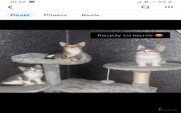 Mixed Breed cats for sale: Beautiful kittens  - Image 8