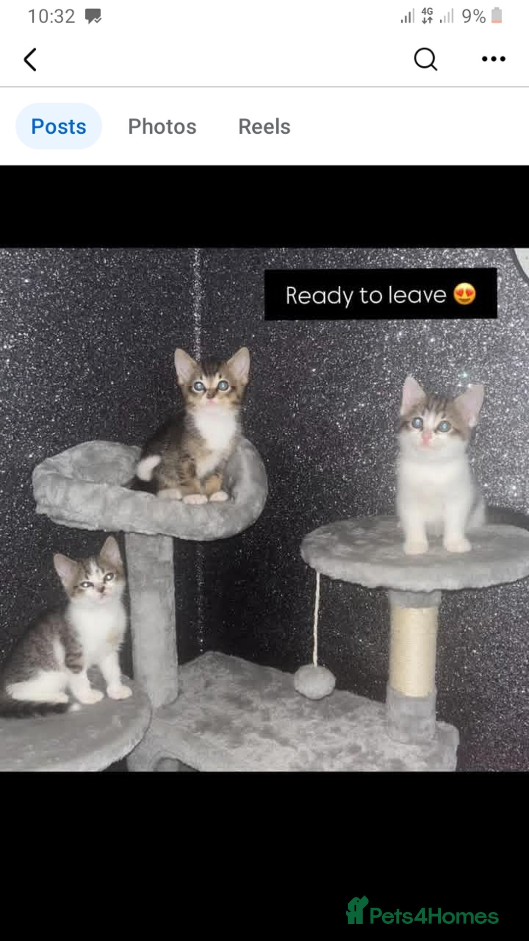 Mixed Breed cats for sale: Beautiful kittens  - Image 8