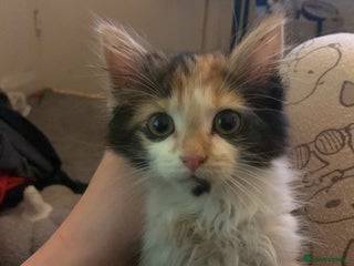 Mixed Breed cats Kitten for sale - Advert 3