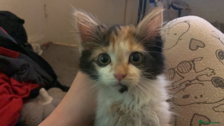 Mixed Breed cats Kitten for sale - Advert 5