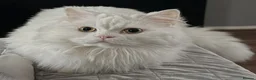 Persian cats for sale: Handsome White Persian Male Cat - Advert 7