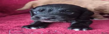 Cocker Spaniel 2