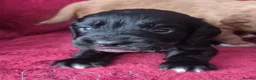 Cocker Spaniel dogs for sale: 5 gorgeous cocker spaniel pups  - Advert 4