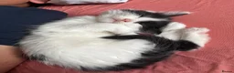 Mixed Breed cats for sale: Adorable sweet kittens are ready to go in Bangor - Advert 3