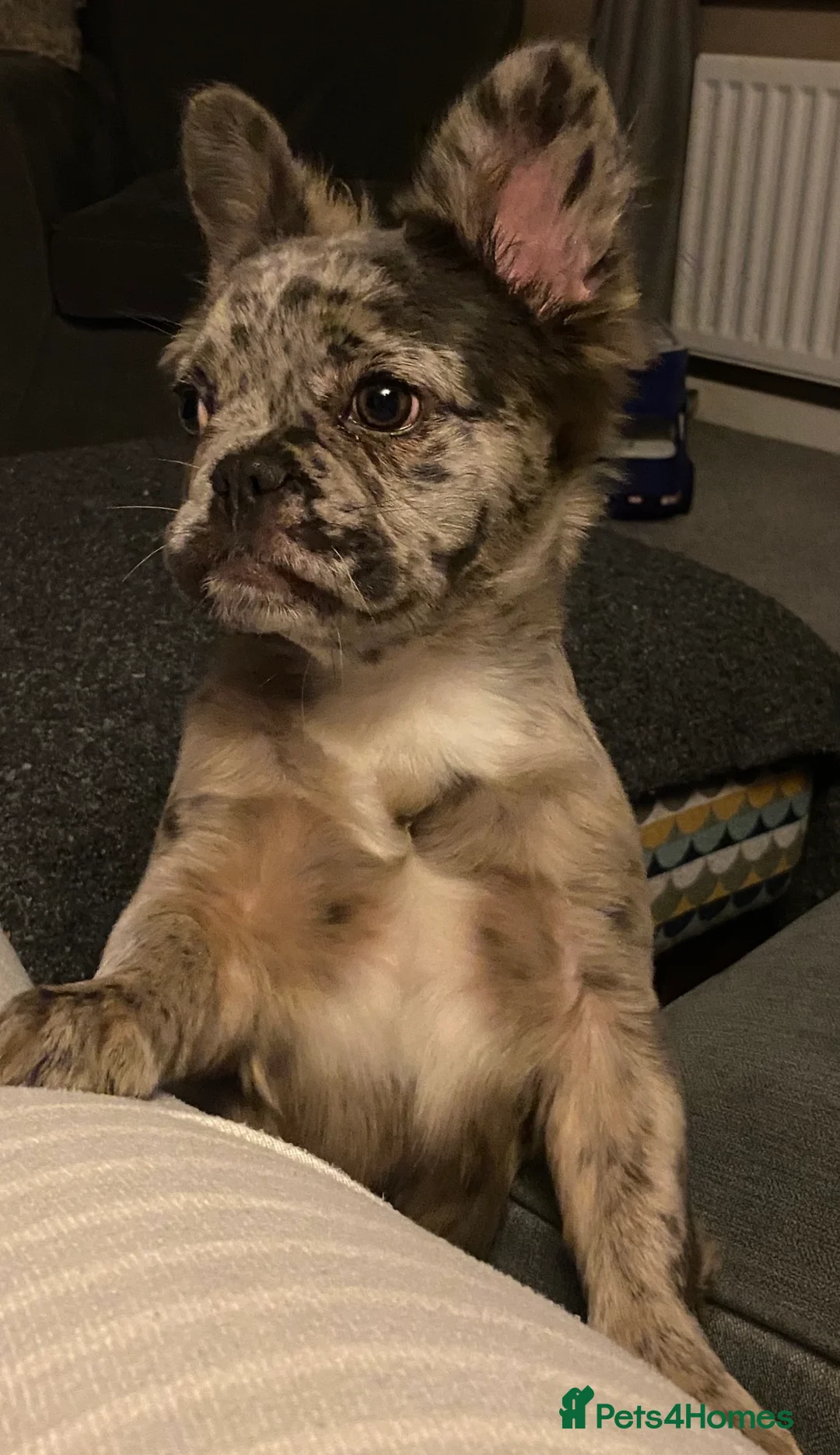 French Bulldog dogs for sale: Selling my beautiful Merle Fluffy French Bulldog - Advert 3