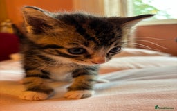 Mixed Breed cats for sale: Beautiful happy kittens ready for forever homes - Image 1