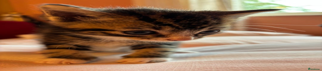 Mixed Breed Kitten 1