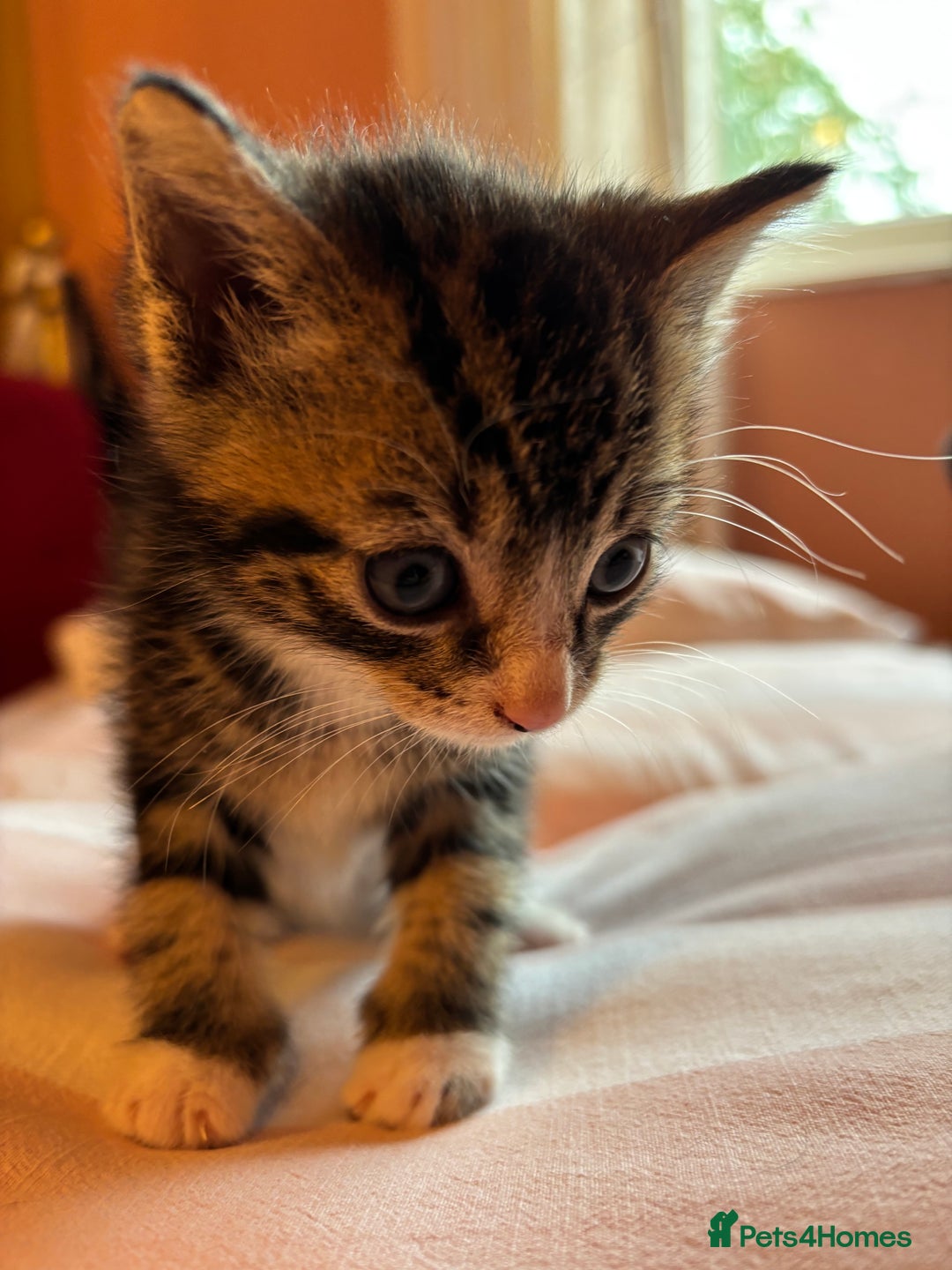 Mixed Breed cats for sale: Beautiful happy kittens ready for forever homes - Image 1