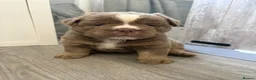 Olde English Bulldogge dogs for sale: 9 beautiful olde English bulldogge  - Advert 14