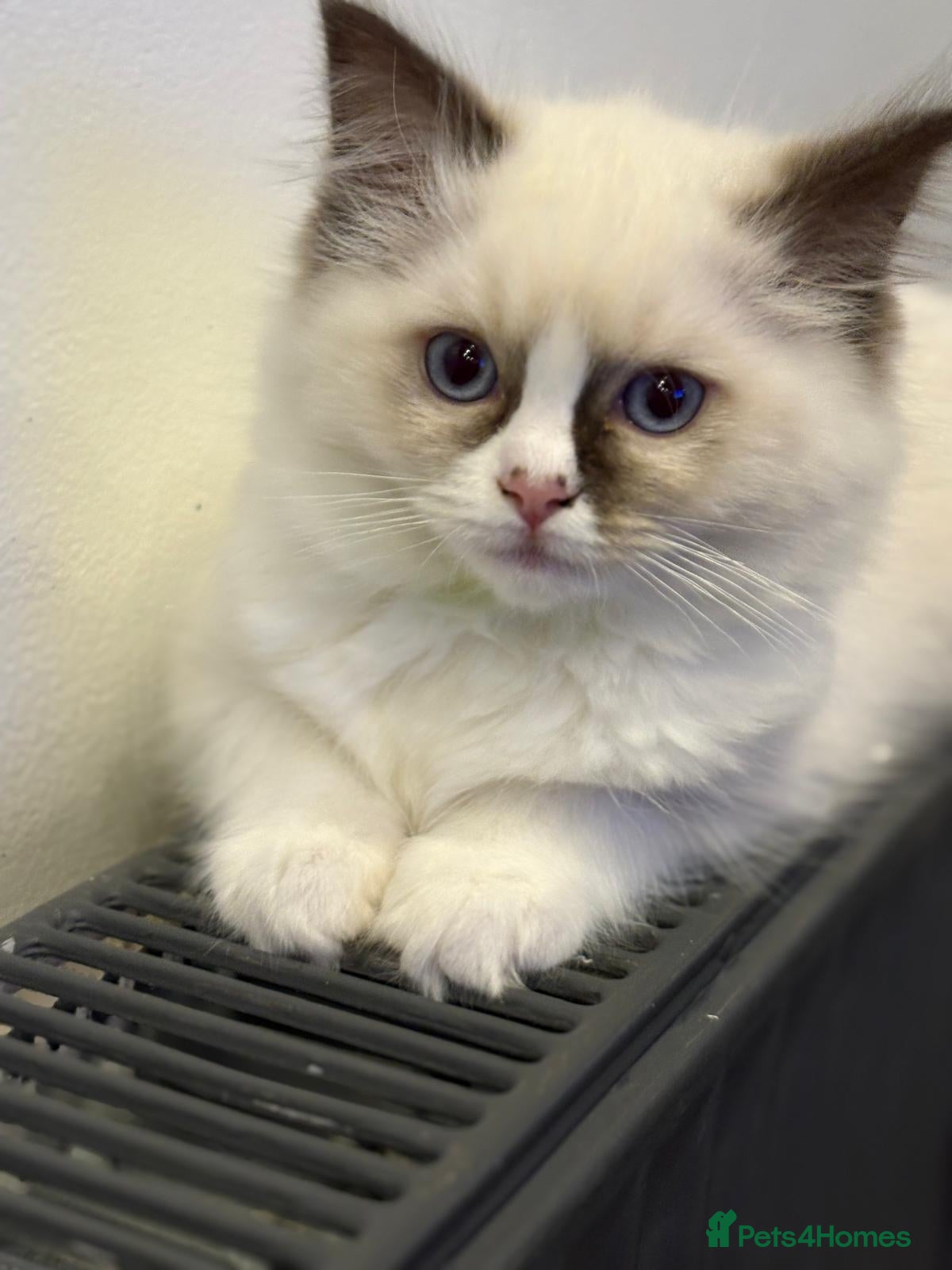 Ragdoll cats 🔷Exclusive Genuine 100 % Traditional Ragdolls  - Advert 19