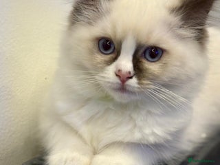 Ragdoll cats 🔷Exclusive Genuine 100 % Traditional Ragdolls - Advert 19