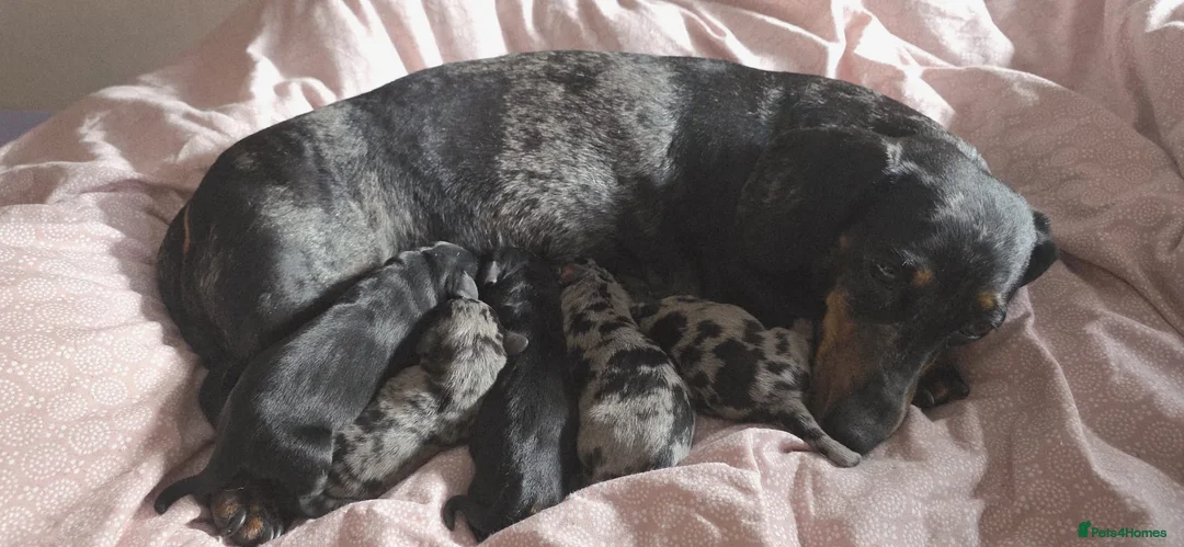 Mixed Breed dogs for sale: 5 beautiful dachshund cross brussels griffon pups  - Advert 21