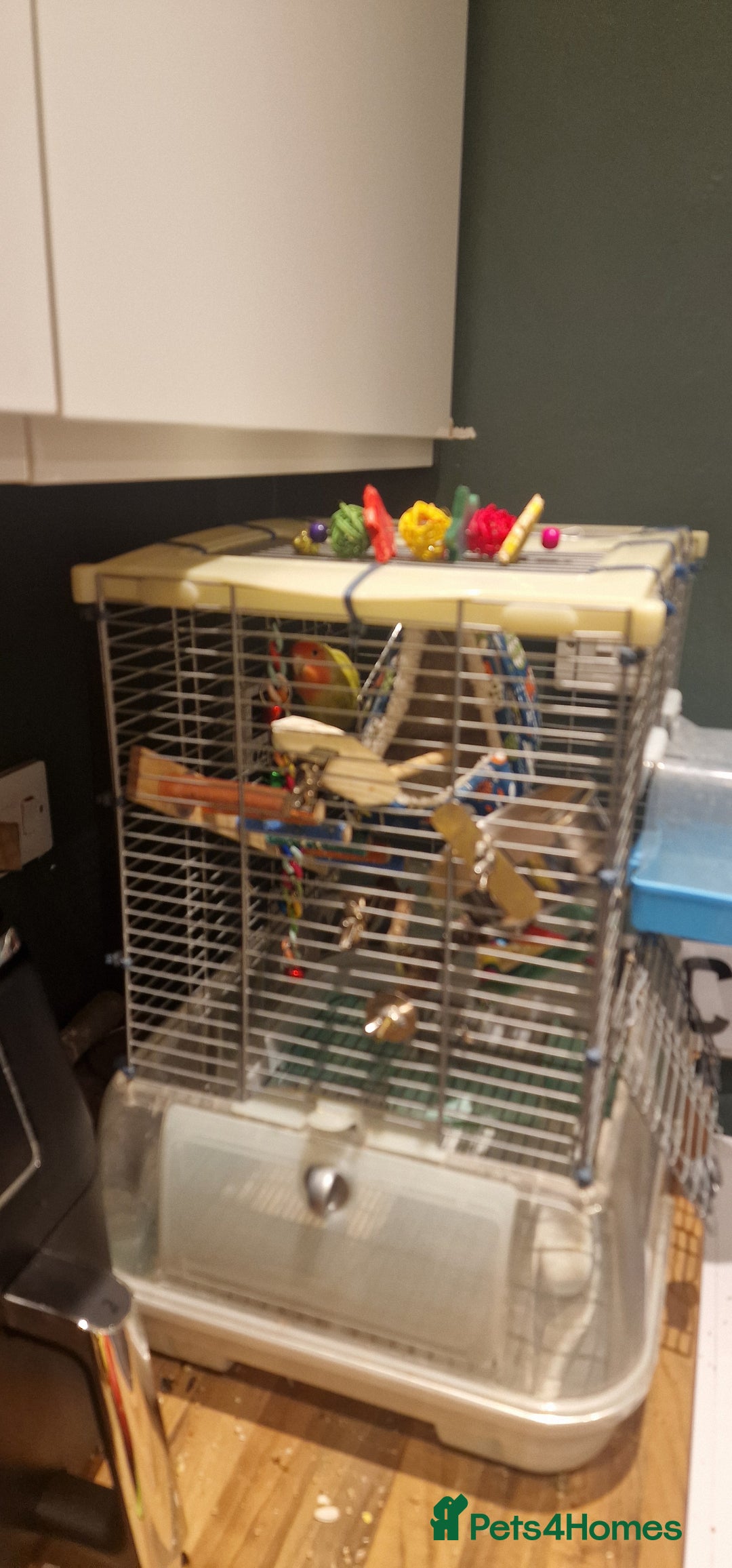 Lovebirds birds for sale: Love Bird for sale - Advert 3