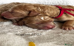 Goldendoodle dogs for sale: Golden Double Doodles - Image 2