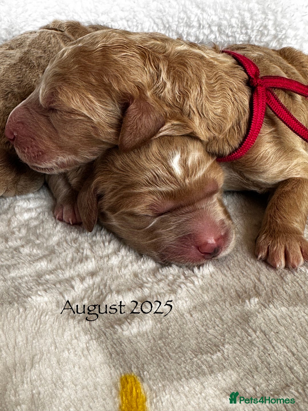 Goldendoodle dogs for sale: Golden Double Doodles - Image 2